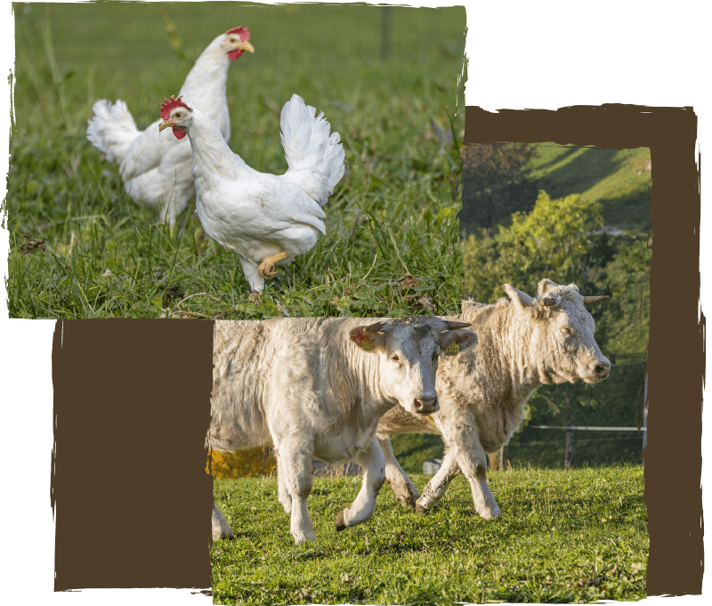 Azienda Agricola Lessinia